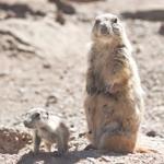 Prairie Dogs